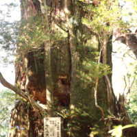 モッチョム太郎（タナヨケ歩道）