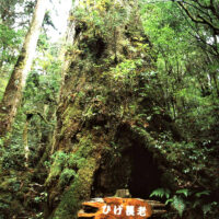 ひげ長老（ヤクスギランド）