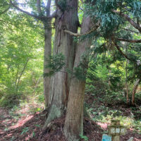杉の木が固まって生えている