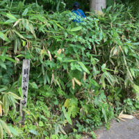 草で見えにくくなった貝淵峠の標柱から道型はあったが、すぐに通行困難となる