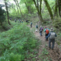 山形県側は明るいブナ林がつづく