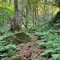 趣きのある古道