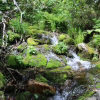 鳴沢付近の泉