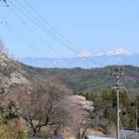 戻ってくると里は春、南アルプスが美しい