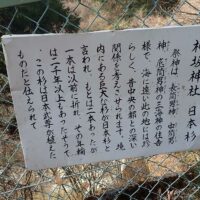 神坂神社　日本杉の説明
