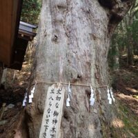 御神木
