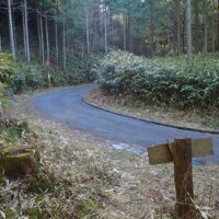 何度も林道を横切って登っていく