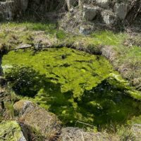 姿見の池は今は藻に覆われて姿を映すことができない