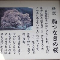 更に進むと有名な駒つなぎの桜へ