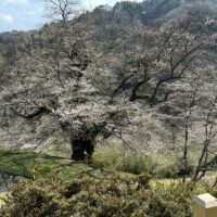 義経が馬を繋いだと言われる駒つなぎの桜