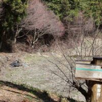 この道から右に行くと朝日松へ
