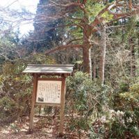 朝日松