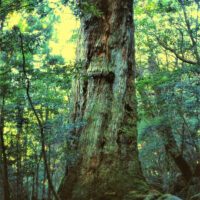 白谷雲水峡・七本杉