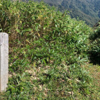 水呑釈迦堂跡