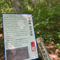 下りの途中、左手上方に見えたはだか杉の看板。斜面の上に大きな杉あり