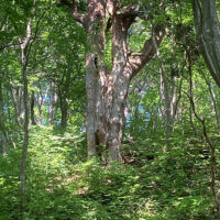 下りの途中、左手上方に見えたはだか杉の看板。斜面の上に大きな杉あり