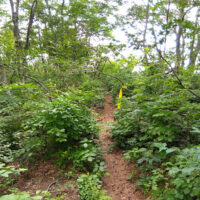 抜土林道を左へ20mで登山道に移る