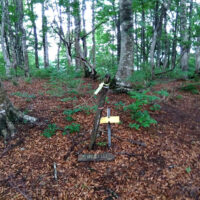 国境稜線合流点から大御影山に向かう