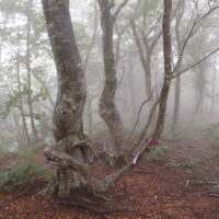 最低鞍部を過ぎ、三重嶽分岐に向かう
