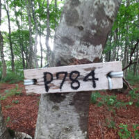 p784から能登郷へは南東の尾根を下る