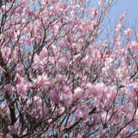 アケボノツツジ