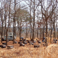 林道終点先の養蜂場： 林道が終わる地点で、東側の稜線を来た古道は合流している。 そのまま2m幅の作業道を行くと、頂部平坦地に養蜂の蜜箱 がある。古道はこの手前50mあたりを左に踏み込む。
