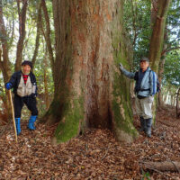 ケヤキの大木：ケヤキの巨木があり、九州自然歩道の曲がり角標識がある。 自然歩道を右折し東側へ下ると東大矢(旧営林署跡)に出る。 駒返峠へは直進し、北へ自然歩道を行く。