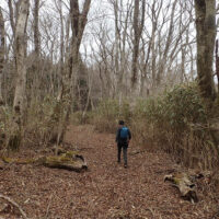 九州自然歩道を行く：広葉樹とササ類の気持ちよいゆるやかな自然歩道が続く。 しばらく行くと、外輪山周回の歩道に出る。これを左折すると 約200mで駒返峠である。