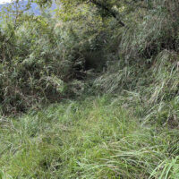 カヤ等で埋まる古道跡：急斜面が終わり緩斜面になると繁茂した茅や雑木に覆われ進むに進めない。