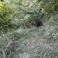 古道がかなり明瞭になる：ここまで来ると次第に草木も少なくなり歩きやすくなる。地元の人達が立ち入ることもあるらしい。南郷谷を隔てて五岳の景色も見渡せる。