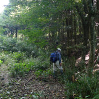 南郷往還三差路：林道は左に大きくカーブし、北向山の肩(立野ダムのすぐ南)に向かう。古道はそのカーブする地点から右手の杉林の中に入っていく。径も踏み跡いずれもない。