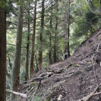 往還の目印に植えられた杉の大木：急斜面の中、一部には古道の目印に植えられた杉の古木が立っている。古道と思しき部分も斜面同様に埋まって何とかやっとそれらしく判別できる。
