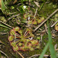 傍らにはモウセンゴケも