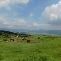 黒川ルートを下り車道に出るとのんびりと草を食む牛馬　