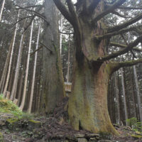 今宮の大杉の根元