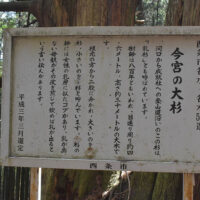 乳杉とも呼ばれる今宮の大杉