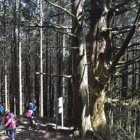 今宮の大杉を見学