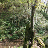茶屋跡に残るスモモの木