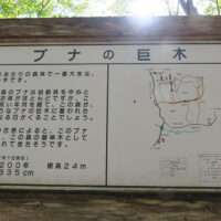ブナの巨木の案内板