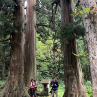 御沢の大杉