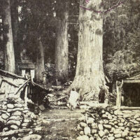 御沢の大杉