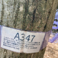 植林地を登っていくとオリエンテーリングの標識に出会う