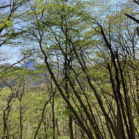 鈴ヶ岳を横に見ながら外輪山の西尾根を登る