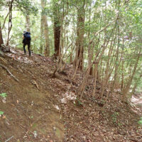 崩壊箇所を巻く道：崩壊箇所を巻くためにひとまず踏み跡から尾根へ登ります。踏み跡は落ち葉等で隠れている場合がありますのでよく探してください。