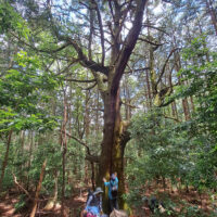 峯山の大杉：幹の太さは大人二抱え程ある「行者杉」です。根元には小さな祠が祀られています。修行者の碑伝が残されており、杉の木は修験者にとって神聖なる樹木です。