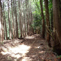 木漏れ日の小道：山道へ戻ると529m峰を巻きますが、元の高山道は消失したようです。古い道が宗ヶ入の沢沿に残っているのが見えます。この道でツルリンドウを見かけます。