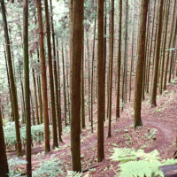 九十九折りの道：小泉論考による高山不動の「御鳥居七ヶ所」図はこの谷の道に「四十曲り」と命名しています。谷筋を通過したのではなく、左岸の中腹をジグザクに巻いたものと思えます。