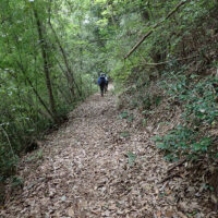 蒔山巻き道：この辺りの水平な道は歩きやすいです。山側はスギ・ヒノキの植林地で南側は雑木林が続く好ましい道で野鳥のさえずりも聴こえます。秋の紅葉の季節が愉しみです。