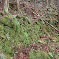 苔むした石垣