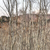 木の間に800m岩峰（左）と蓬莱山